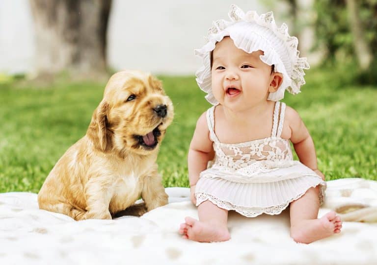 Un bébé élevé avec des animaux aurait moins de risques d&rsquo;être allergique