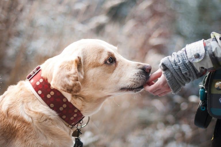 Est-il sage de laisser un chien autour des enfants ?