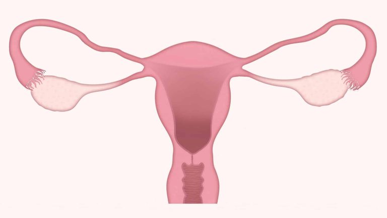 Ovaires et ovules : 5 choses que vous ne saviez pas d&rsquo;eux !