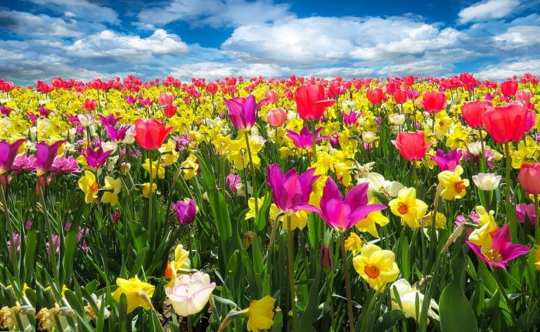 Ménage de printemps : les 6 étapes clé !