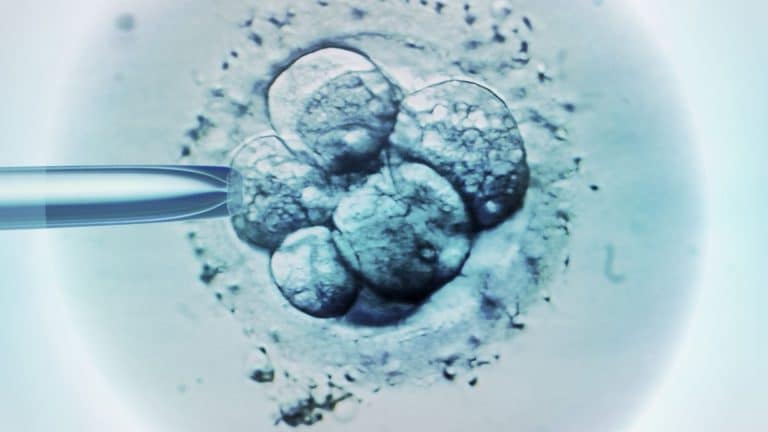 Fécondation in vitro : combien cela coûte-t-il ? Existe-t-il une prise en charge ?