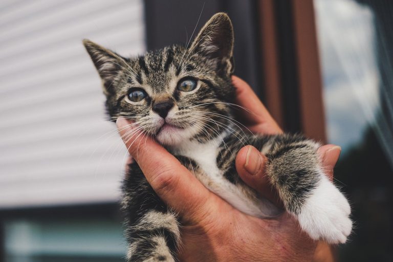 Adopter un chat : quel budget mensuel la première année ?
