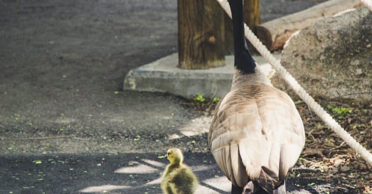 Les avantages d&rsquo;avoir une famille nombreuse en 2024