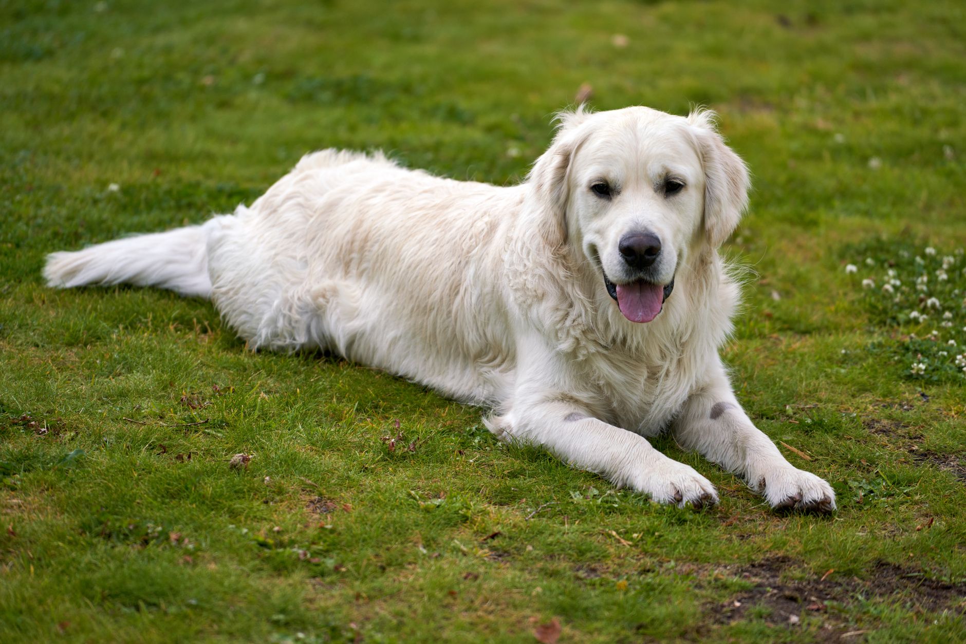Un golden retriever au pelage crème, allongé dans l’herbe, la langue sortie, regarde l’objectif.